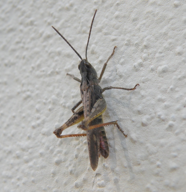 Acrididae da id.